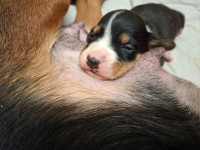 /album/pentujen-kuvat/13919-jpg/