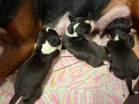 /album/pentujen-kuvat/13449-jpg/